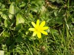Fleur.jpg
