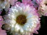 Fleur02.jpg