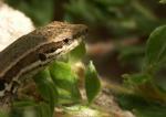 Lezard 1