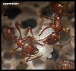MyrRub-050330-2.jpg