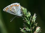 Papillon.jpg