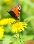 Papillon2web.jpg