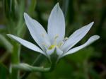 Perce-neige.jpg