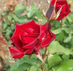 Rose_I.jpg