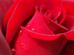 Rose_II.jpg