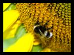 Tournesol.jpg