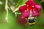 abeille-3.jpg