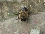 abeille1_bonnettes4et3_1jpg.jpg