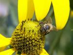 abeille2.jpg