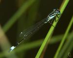 agrion_elegant_male.jpg