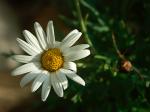 anthemis.jpg