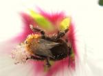 bourdon pollenise