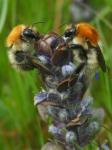bzzz.jpg