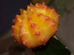 cactus.jpg
