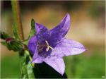 campanule01.jpg
