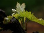 cep_de_vigne.jpg