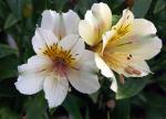 deux_fleurs.jpg
