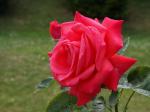 fleur5.jpg