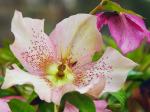 fleurblancrose.jpg