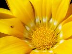 fleuretinsecte.jpg