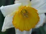 fleurs1.jpg