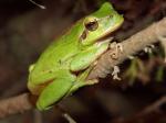 frog.jpg