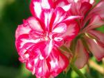 geranium.jpg