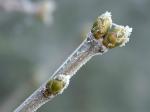 givre_et_bourgeon.jpg