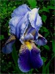 iris.jpg
