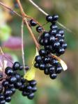 macro-3.jpg