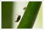 macro-34.jpg