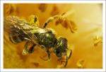 macro-50.jpg