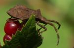 macro011.jpg