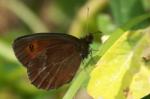 macro015.jpg