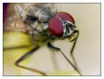 mouche3.jpg