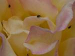 rose.jpg