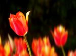 tulipe.jpg