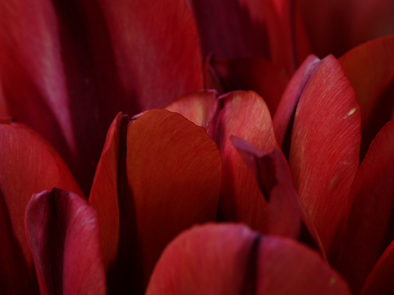 tulipes.jpg
