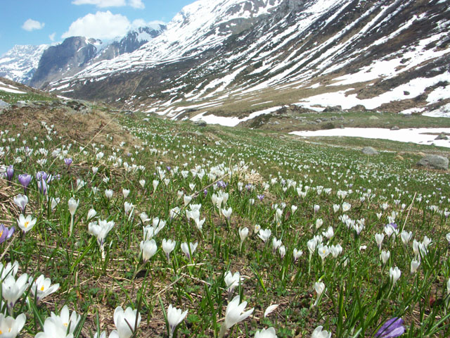 Crocus_1.jpg