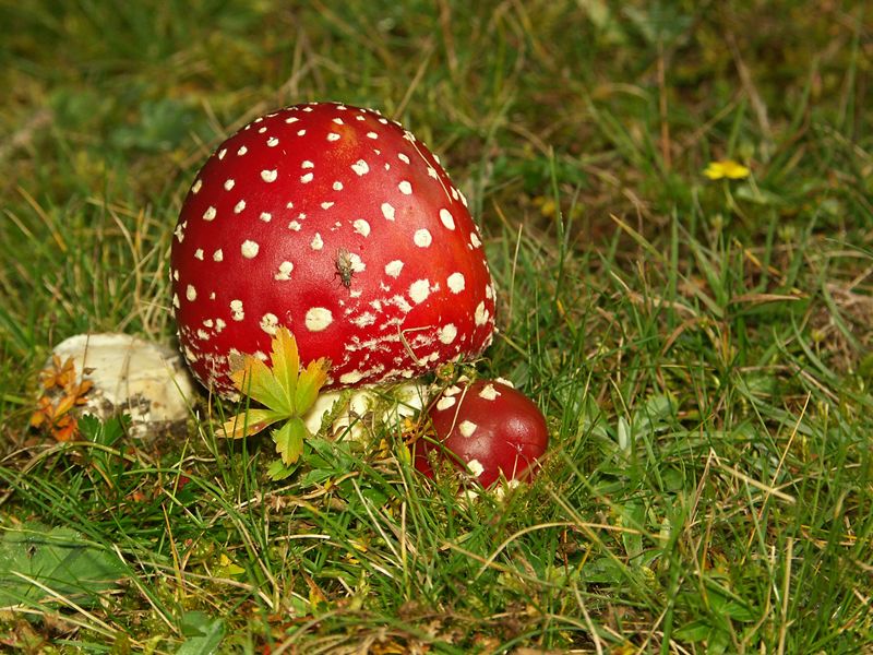 Amanite-tue-mouches.jpg