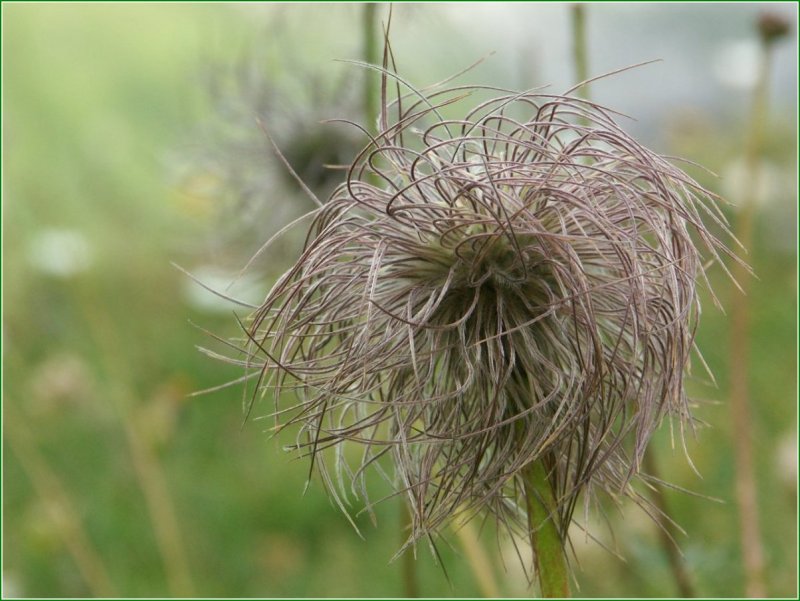 Anemone.jpg
