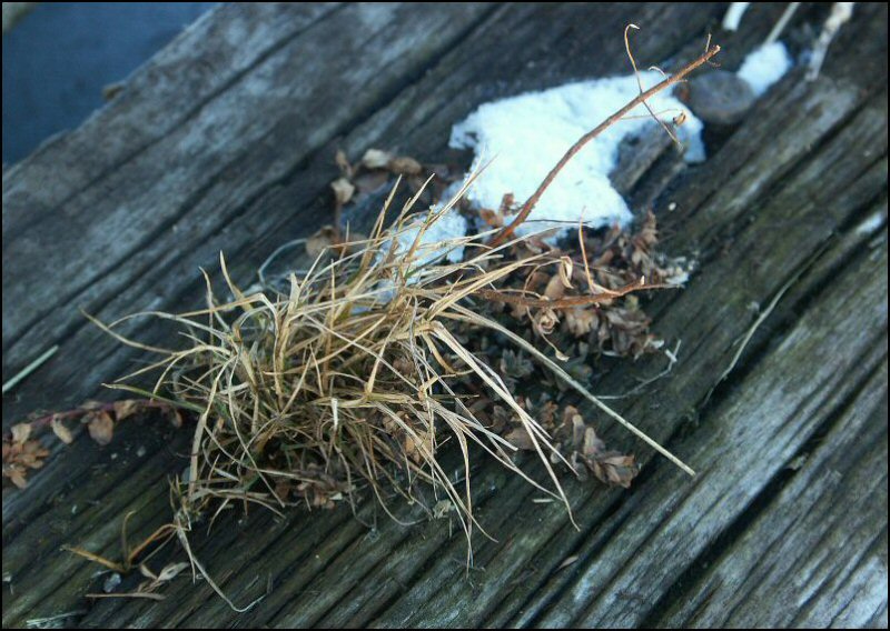 Naturemorte.jpg