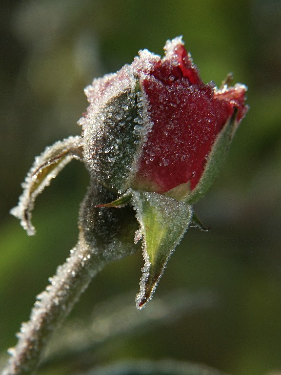 P9868b.jpg