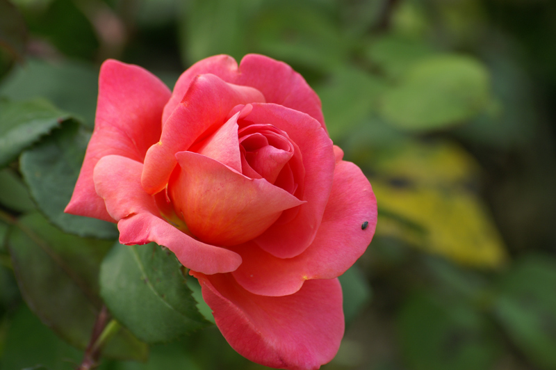PICT0604.jpg