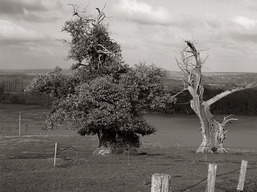 arbre_NB_web.jpg