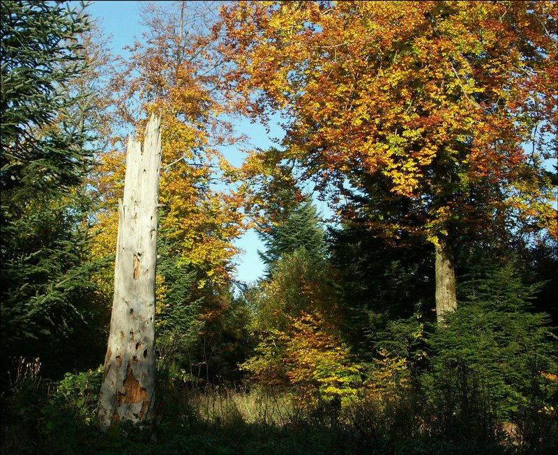 automne.jpg