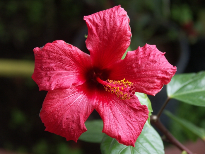 fiore.jpg