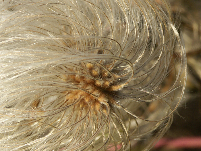 fleur_inconnue.jpg
