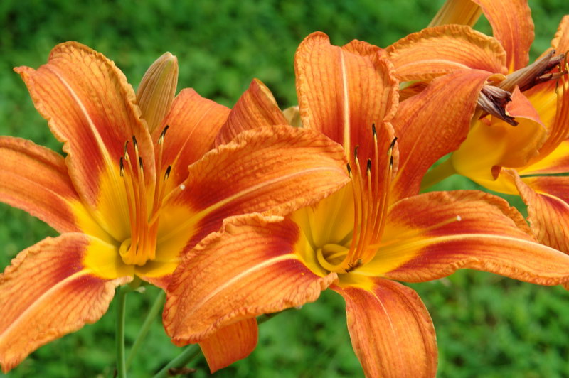 fleurs_ete_2006.jpg