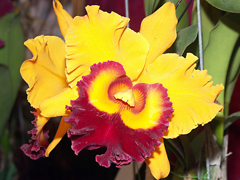 orchidee_4.jpg